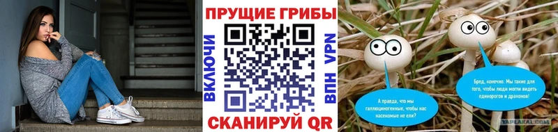mega   Йошкар-Ола  Псилоцибиновые грибы Psilocybine cubensis 