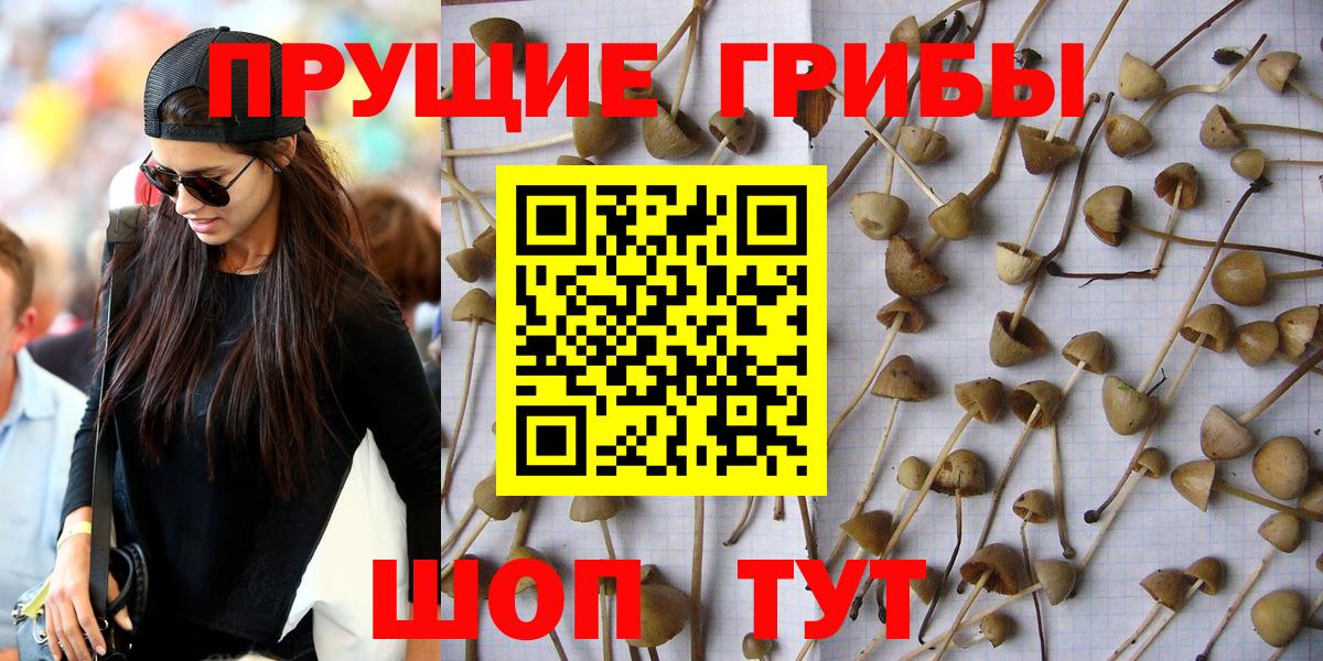 Псилоцибиновые грибы Psilocybine cubensis Йошкар-Ола